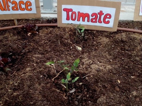 Horta do 1ºciclo- Tomates em crescimento.